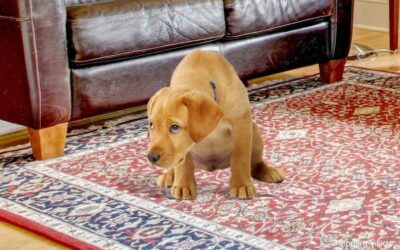 Pet Odor and Your Rugs